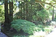 103 - Butchard Gardens  - IMG_1715